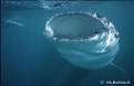 Cliquez sur l'image pour la voir en taille relle 

Nom : 		baleine.jpg 
Affichages :	418 
Taille :		19,5 Ko 
ID : 			4009243