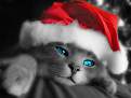 Cliquez sur l'image pour la voir en taille relle 

Nom : 		Christmas_Cat.jpg 
Affichages :	108 
Taille :		111,2 Ko 
ID : 			4021971