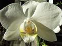 Cliquez sur l'image pour la voir en taille relle 

Nom : 		DSCF5544.jpg 
Affichages :	118 
Taille :		26,2 Ko 
ID : 			4028446