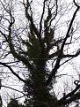 Cliquez sur l'image pour la voir en taille relle 

Nom : 		DSCF5709.jpg 
Affichages :	115 
Taille :		148,5 Ko 
ID : 			4028499