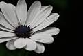 Cliquez sur l'image pour la voir en taille relle 

Nom : 		flowerr.jpg 
Affichages :	361 
Taille :		130,4 Ko 
ID : 			4029240