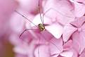 Cliquez sur l'image pour la voir en taille relle 

Nom : 		macro (5 of 1).jpg 
Affichages :	180 
Taille :		121,0 Ko 
ID : 			4029705