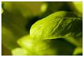 Cliquez sur l'image pour la voir en taille relle 

Nom : 		Basilic bis.jpg 
Affichages :	101 
Taille :		19,8 Ko 
ID : 			4031089