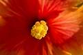 Cliquez sur l'image pour la voir en taille relle 

Nom : 		Fleur 2bis.jpg 
Affichages :	87 
Taille :		15,8 Ko 
ID : 			4031220