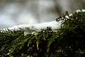 Cliquez sur l'image pour la voir en taille relle 

Nom : 		Neige 3.jpg 
Affichages :	85 
Taille :		25,5 Ko 
ID : 			4031820