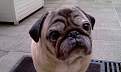 Cliquez sur l'image pour la voir en taille relle 

Nom : 		gina mon chien.jpg 
Affichages :	134 
Taille :		30,9 Ko 
ID : 			4032118