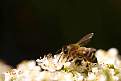 Cliquez sur l'image pour la voir en taille relle 

Nom : 		Abeille 1 tris.jpg 
Affichages :	90 
Taille :		20,4 Ko 
ID : 			4032286