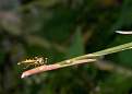Cliquez sur l'image pour la voir en taille relle 

Nom : 		abeille bis.jpg 
Affichages :	105 
Taille :		17,1 Ko 
ID : 			4032887