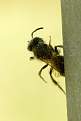 Cliquez sur l'image pour la voir en taille relle 

Nom : 		mouche morte bis.jpg 
Affichages :	101 
Taille :		34,8 Ko 
ID : 			4032921
