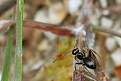Cliquez sur l'image pour la voir en taille relle 

Nom : 		DSC_7276 bis.jpg 
Affichages :	93 
Taille :		23,0 Ko 
ID : 			4034304
