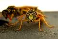 Cliquez sur l'image pour la voir en taille relle 

Nom : 		Abeille 1.jpg 
Affichages :	108 
Taille :		22,6 Ko 
ID : 			4034918