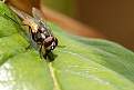 Cliquez sur l'image pour la voir en taille relle 

Nom : 		Mouche 1.jpg 
Affichages :	91 
Taille :		24,2 Ko 
ID : 			4037933
